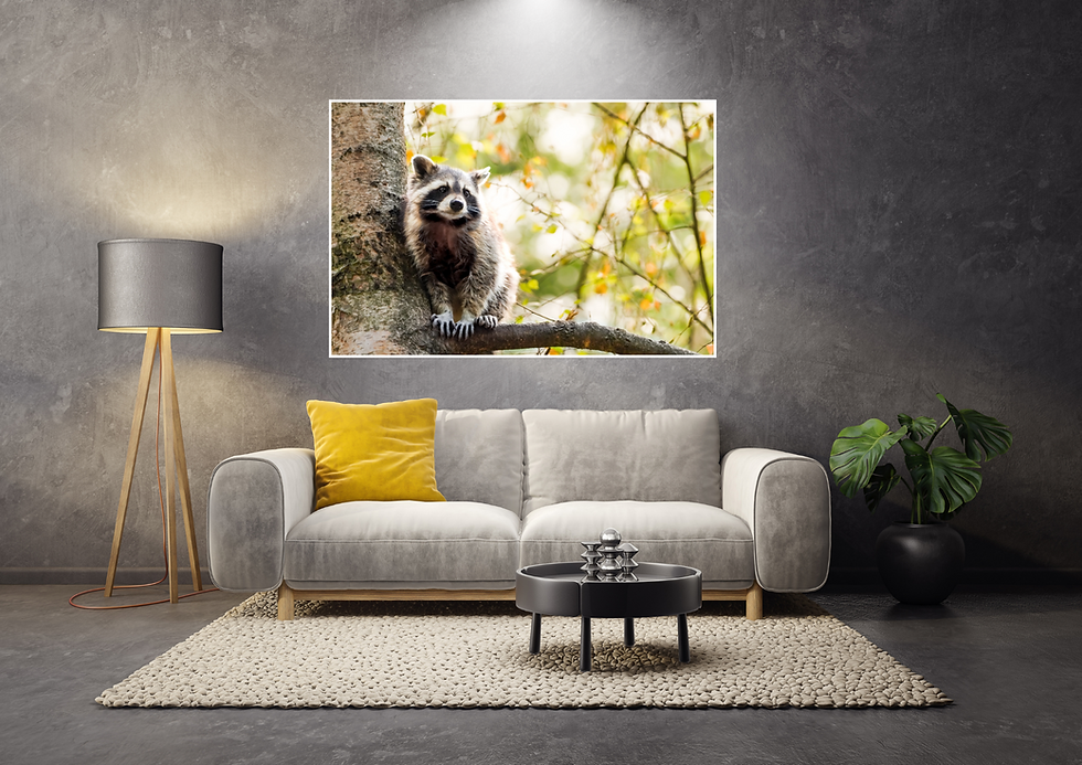 Miniaturbild: Ein süßer Waschbar sitzt auf einem Ast im Baum im Hintergrund sind sommerliche Farben zu sehen