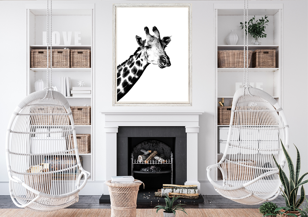 Miniaturbild: Eine Giraffe, die von links unten mittig schaut. Schwarz/Weiss. Die Giraffe hat herzförmige Flecken