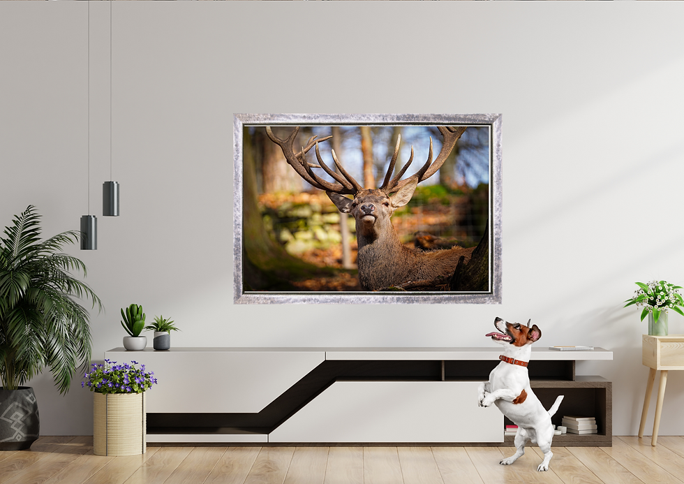 Miniaturbild: Imposanter Hirsch mit Geweih im Wald