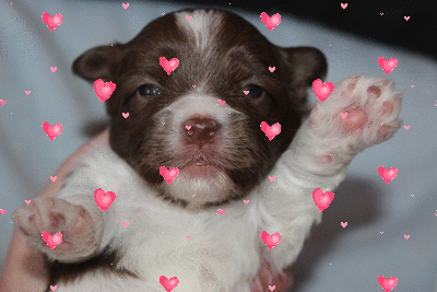 Baby Puppy