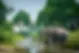 Congo Basin.webp