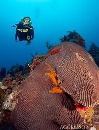Turks & Caicos Underwater