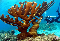 Roatan diving