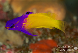 Diving Cayman Islands