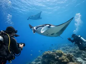 8 Best Dive Trips for Manta Rays