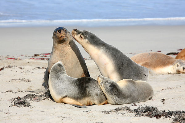 Seals sunning on the beach