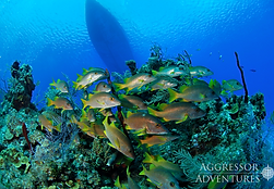 Diving Cayman Islands