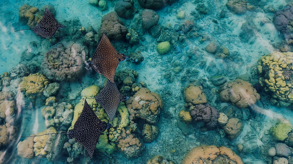 Uepi eagle rays.jpg