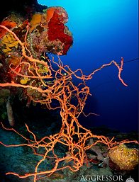 Diving in the Caymans