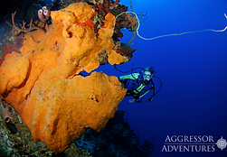 Diving Cayman Islands