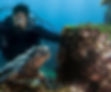 resized_Galapagos_Islands_AdobeStock_246375763.jpeg