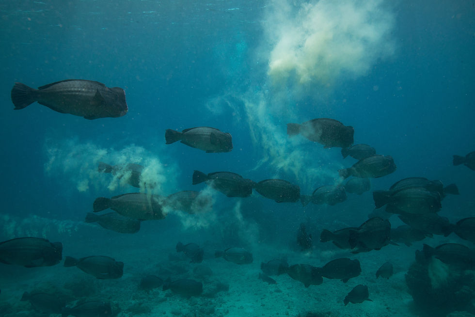 Bumphead_Parrotfish_Spawning_AdobeStock_232558930.jpg