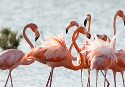 Flamingoes