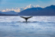 Whale watching