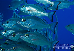 Diving Cayman Islands