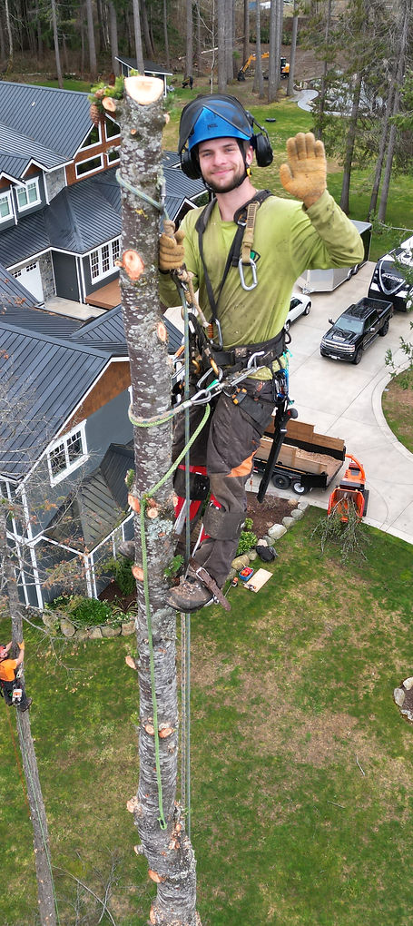Vision Arboriculture - Arborist Trimming Trees In Campbell River