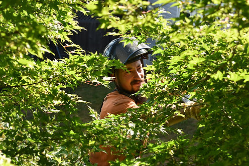 Vision Arboriculture - Prossional Arborists Trimming Hedges