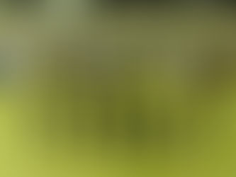 県大会出場決定 ヾ(o´∀`o)ノ ワァーィ♪
