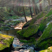 Ferncliff Wildlife & Wildflower Preserve