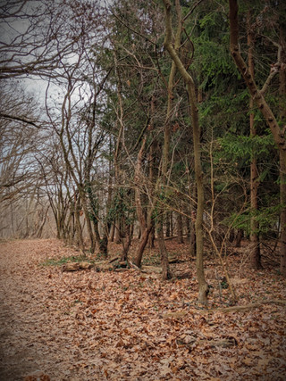 Landis Woods