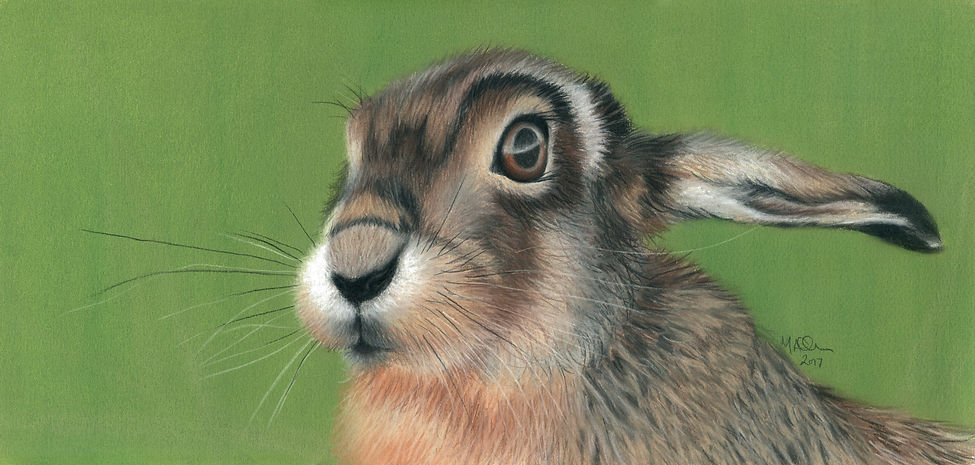Hare In The Long Grass Mandy Allan