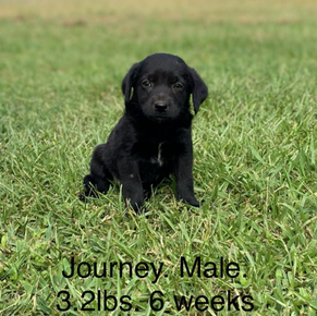 Journey (male)