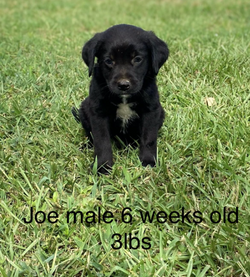 Joe