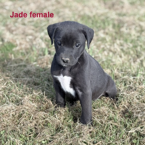 Jade (female)