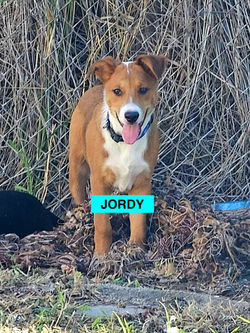 98352541e3fd0c8488e0f2e2dc358532