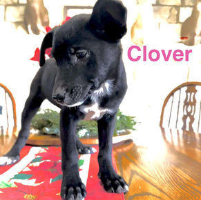 Clover (female)