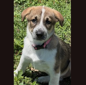 Meekah (female)