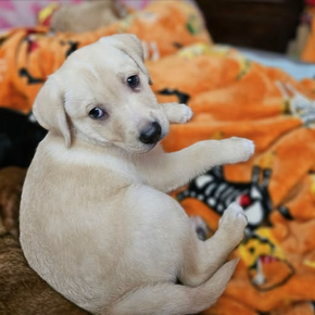 Ernie (male)
