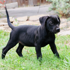 Willow (female)