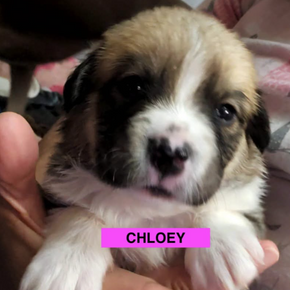 Chloey (puppy -female)
