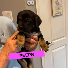Peeps (female)