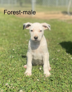 Forest new