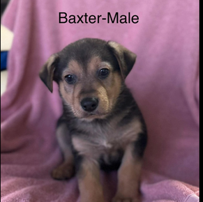 Baxter (male)