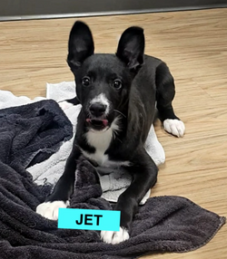 Jet male