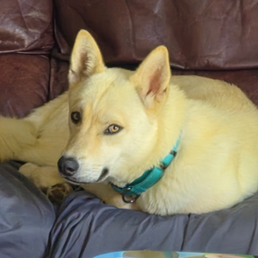 Dusty (male)