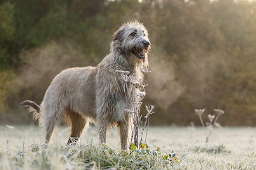 AKCIRishWolfhound.jpg