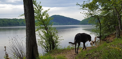 Heather.LoneHound.Spring.2019.jpg