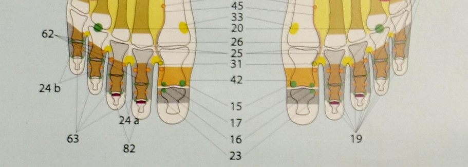 l'image montre une affiche servant à l'apprentissage de la position des méridiens sur les pieds