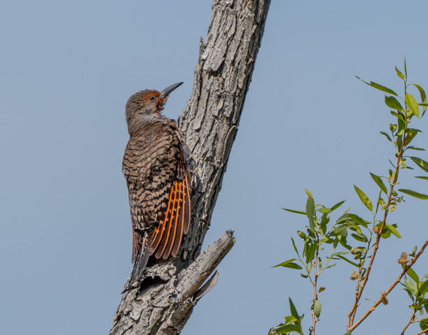 Red-Shafted Flicker by Steve Gessler