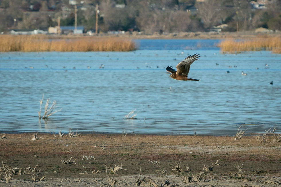 Northern Harrier at Swan Lake | Photo by Julie Ansell