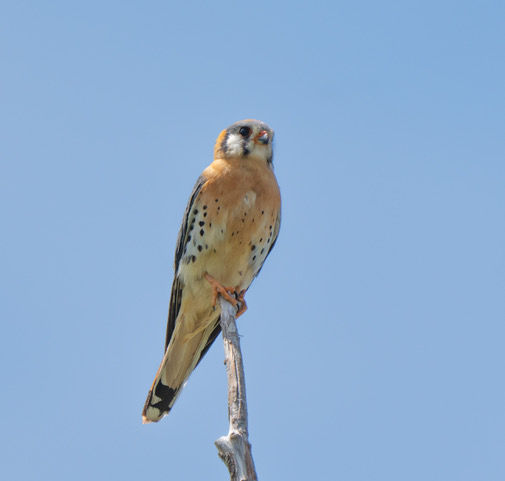 Male American Kestrel by Steve Gessler
