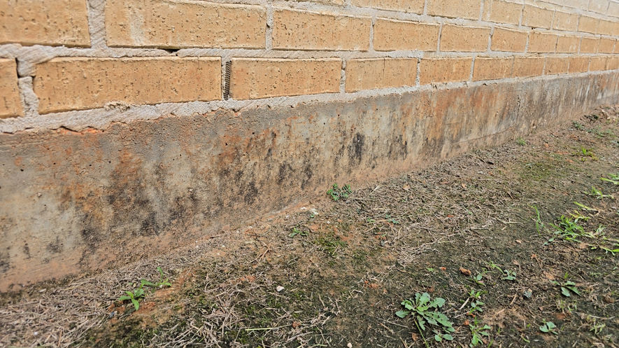 Mold on foundation near brick wall