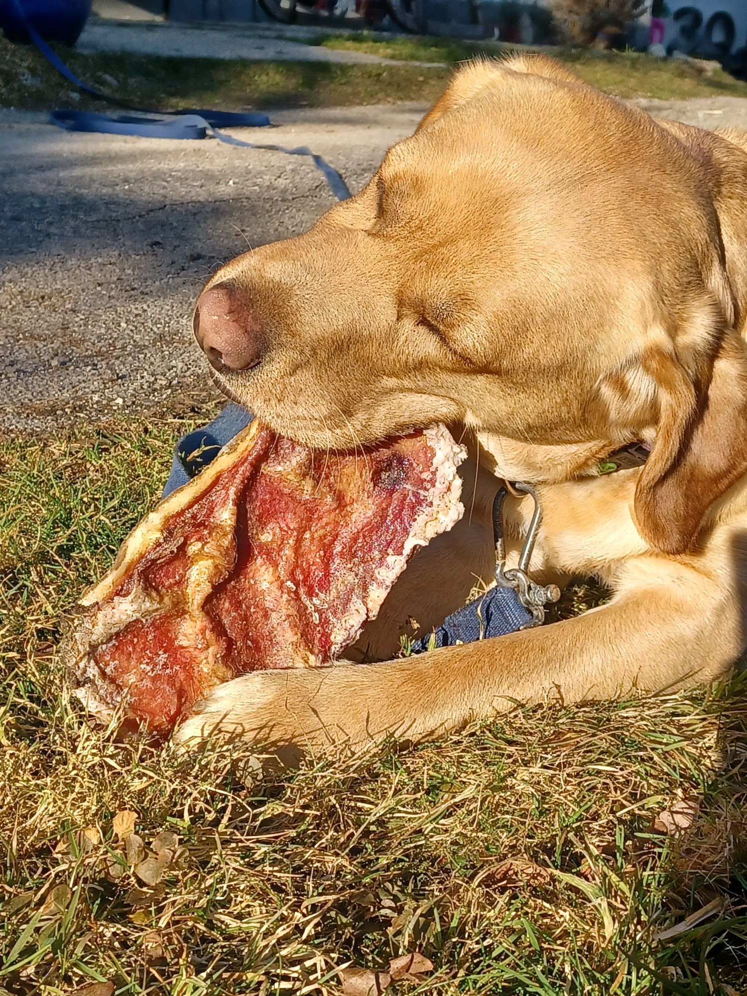 Rinderkopfhautplatten - 500 g