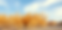 tumbleweed imagery1.png