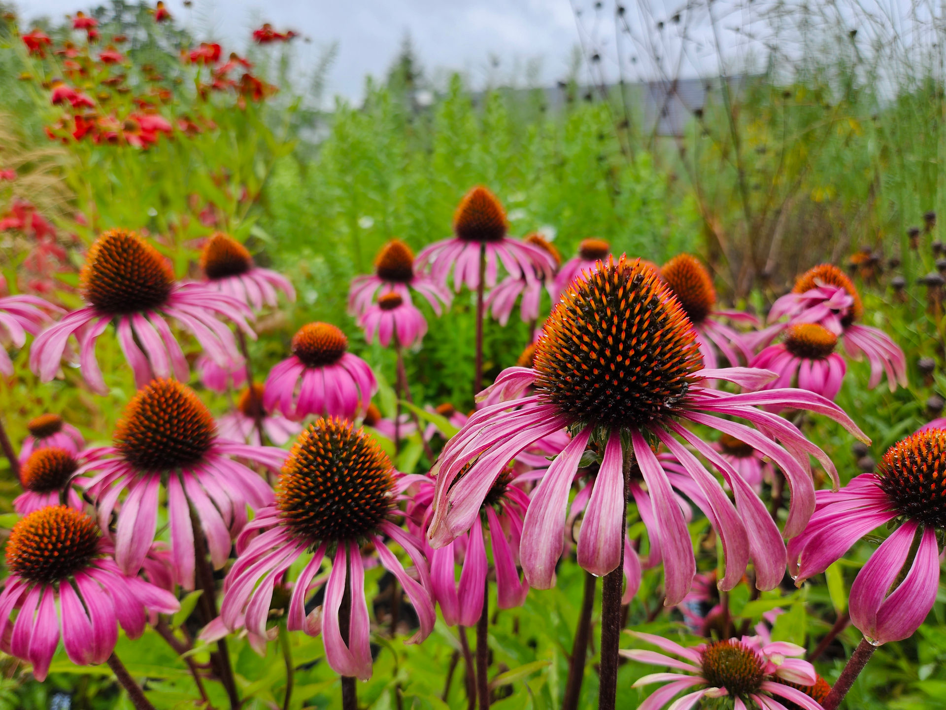 Pink Echinacea