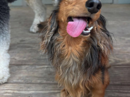 Harry, the long-haired dachshund, having a blast at Big Little Paws Doggy Daycare in Austin, TX